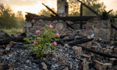 From Ruins of a Lost Home, a Wild Rose Unveils Easter's Eternal Hope